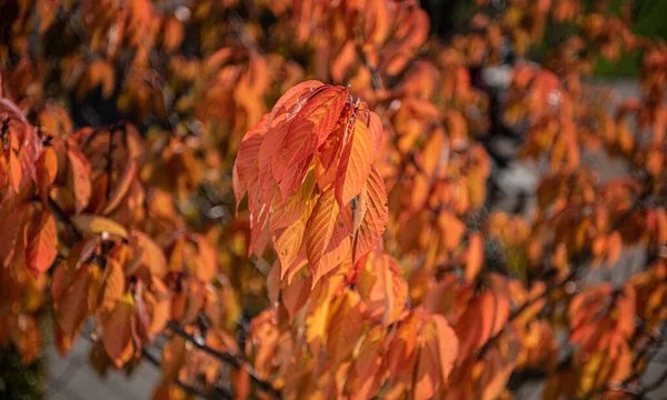 Глибоке Оранжеве Осіннє Листя Дереві — стокове фото