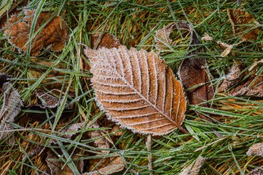 Çimlerin üzerinde kahverengi ve donmuş yaprak..