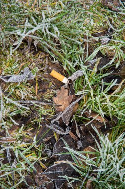 Sigara tomurcuğu kışın çimenlerde yatıyor...