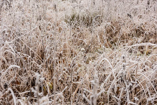 Gefrorenes Gras Auf Einem Feld — Stockfoto