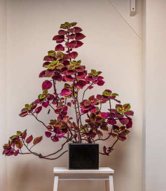 Küçük bir masada büyük bir morumsu ve yeşil koleus..