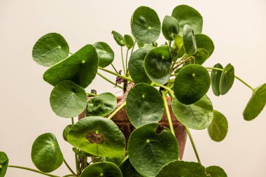 Küçük bir masada Pilea peperomioidleri.
