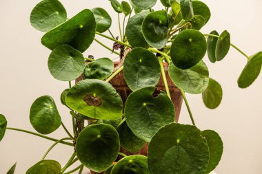 Küçük bir masada Pilea peperomioidleri.
