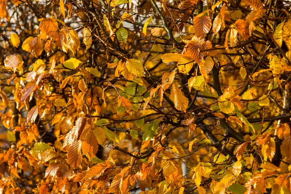 Gelbe Blätter Klammern Sich Spätherbst Eine Hecke — Stockfoto