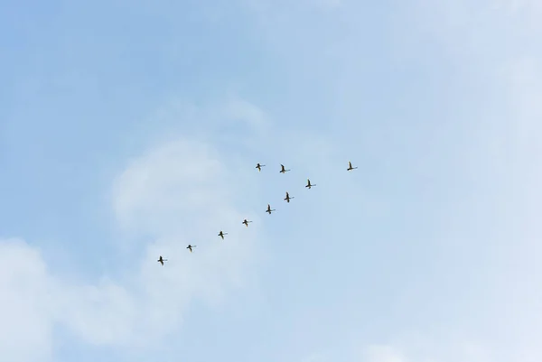 Стая Немых Лебедей Мигрирует Зиму — стоковое фото