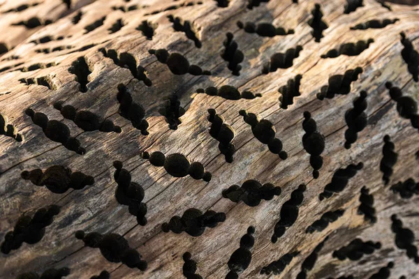 Tryptophobic Pattern Drilled Trunk Wood — Stock Photo, Image