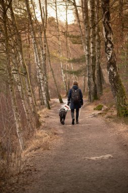 Gothenburg, İsveç - 16 Mart 2021: Orman yolunda yürüyen rehber köpeği olan kör kadın..