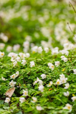Göteborg, İsveç - 08 Mayıs 2021: Odun şakayığı Anemonoides nemorosa baharda bir ormanda.