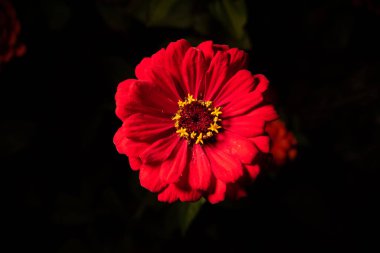 Siyah arkaplanda kırmızı çinni çiçeği.