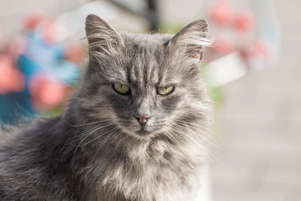 Grey Long Haired Cat Looking Camera — Stockfoto