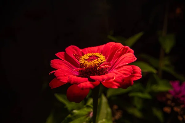 Красный Цветок Циннии Черном Фоне — стоковое фото