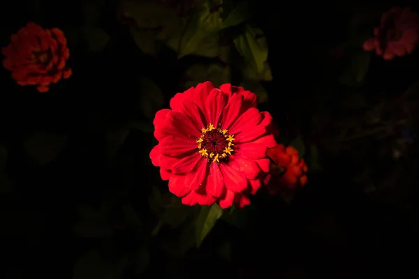 Röd Gemensam Zinnia Blomma Svart Bakgrund — Stockfoto