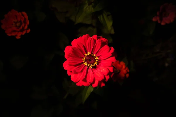 Rosso Comune Zinnia Fiore Sfondo Nero — Foto Stock