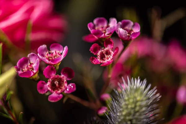 Close Photo Small Magenta Flowers — Stok fotoğraf