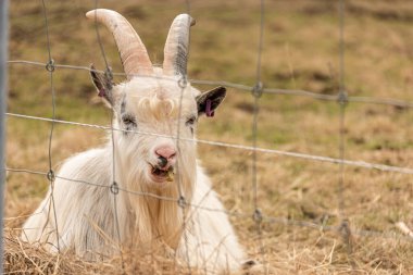 Çitin arkasında çim çiğneyen kıllı keçi..