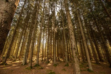 Çam ormanının ağaçlarında parlayan güneş..