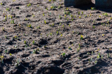 Çiçeklerin kökleri ilkbahar toprağından yukarı bakıyor.