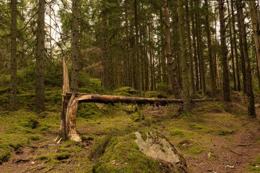 Bir çam ormanı içinde düşmüş ağaç.