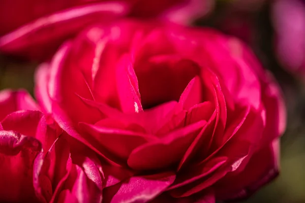 Foto Cerca Una Rosa Rosada Profunda — Foto de Stock