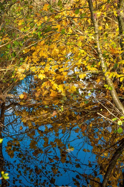 小さな流れに反射する黄色の葉と青い空 — ストック写真