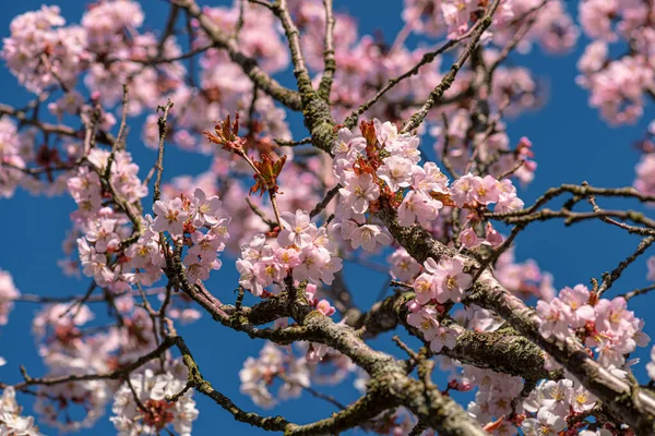 Lkbaharda Pembe Kiraz Çiçeği — Stok fotoğraf