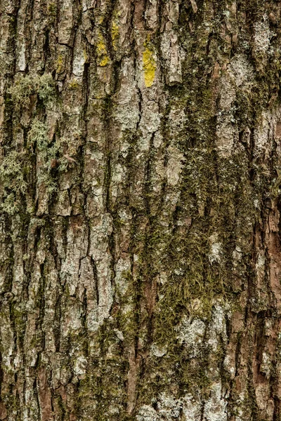 Fechar Latido Uma Velha Árvore — Fotografia de Stock