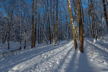 Karlı bir ormanda kadın arasında güneş parlıyor..