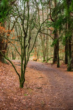 Ağaçlar ormanda yürüyen bir patikada.