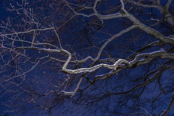 Krummer Ast Eines Baumes Der Nachts Von Einer Straßenlaterne Angezündet — Stockfoto