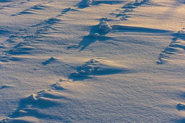 Низкий Солнечный Свет Делает Длинные Тени Снегу Поле — стоковое фото