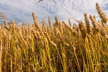 Bir tarlada buğday yakın.