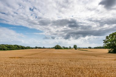 Parçalı bulutlu bir günde buğday tarlalarının geniş açılı görünümü.