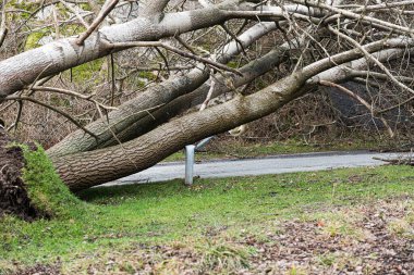 Fırtına sırasında düşen büyük ağaçlar..