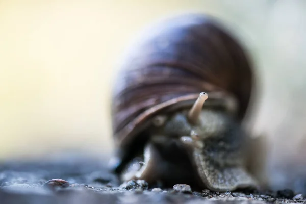 Land Snail Looking Out One Eye — ストック写真