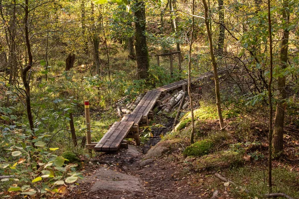 Walking Path Wet Forest Made Safer Wooden Planks — Stock Photo, Image