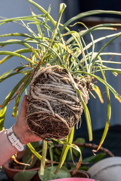 Bir örümcek bitkisinin uzun beyaz kökleri, klorophytum comosum.