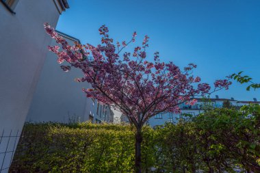 Pembe kiraz ağacı sabahın erken saatlerinde küçük bir bahçede çiçek açıyor..