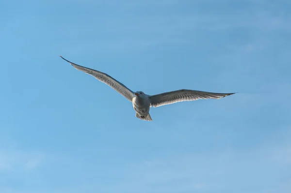 Mouette Qui Vole Dans Ciel Bleu — Photo