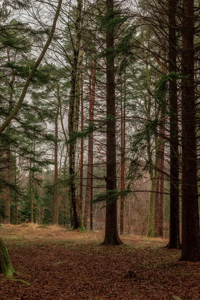 Ormandaki Uzun Ağaçlar — Stok fotoğraf