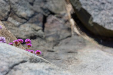 Deniz kıyısındaki bir uçurumun kenarında yetişen deniz kırıntısı Armeria maritima.