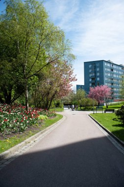 Bl parkında pembe kiraz çiçeği mi? Staden..