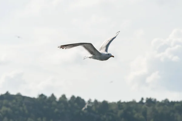 Sea gull flying over the sea.
