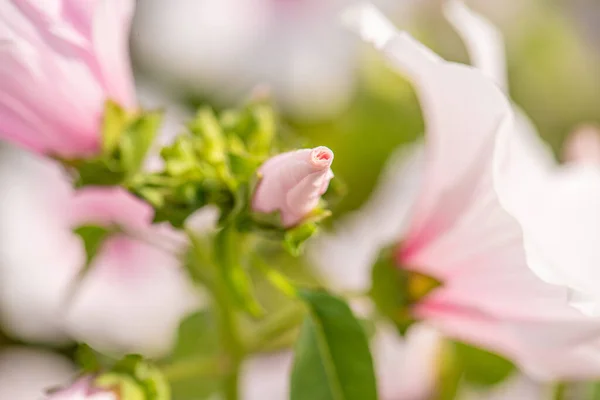 Weiße Und Lila Blüten Schönen Sonnenlicht — Stockfoto