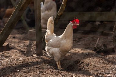 Kümeste beyaz tavuk.