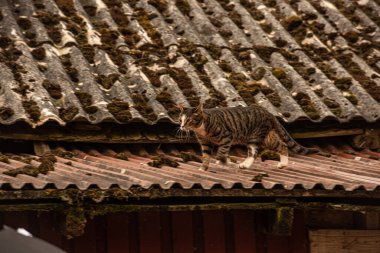 Teneke bir çatıda yürüyen kedi.