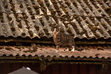 Teneke bir çatıda yürüyen kedi.