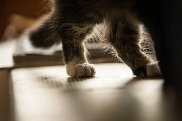 Back feet of a furry cat walking.