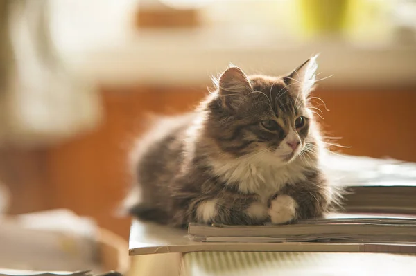 テーブルの上の雑誌の上の立派な毛皮の猫 — ストック写真