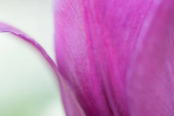 Makrodetail Eines Magentafarbenen Blütenblattes — Stockfoto