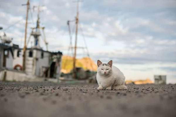 Relaxed white cat by a fishing boat..